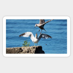 A Gull Swooping In Above Another Gull. Sticker